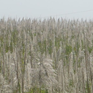 ดาวน์โหลดและฟังเพลง Tình Yêu Và Những Ngày Buồn พร้อมเนื้อเพลงจาก Anh Hung