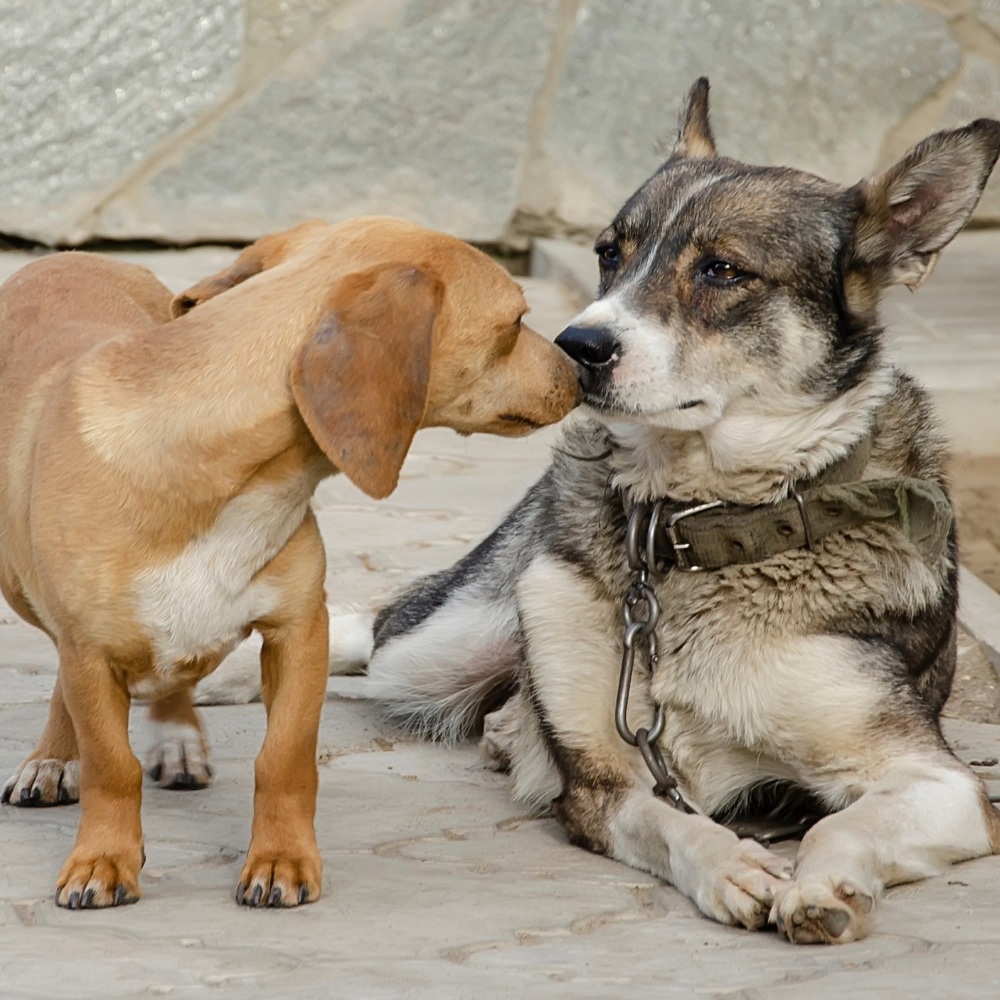 Tranquil Harmony Soothes Furry Souls