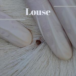 Listen to Quas song with lyrics from Maen Giorgia