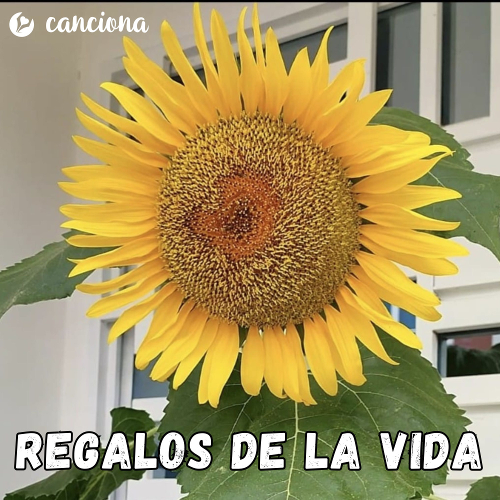 Regalos de la vida