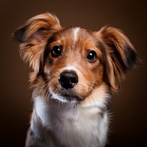 ดาวน์โหลดและฟังเพลง El Olor De La Calma พร้อมเนื้อเพลงจาก Musica Relajante para Perros Momentos