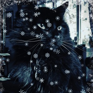 ดาวน์โหลดและฟังเพลง Sleeping Cat Angel พร้อมเนื้อเพลงจาก Music For Cats
