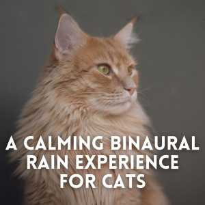 A Calming Binaural Rain Experience for Cats