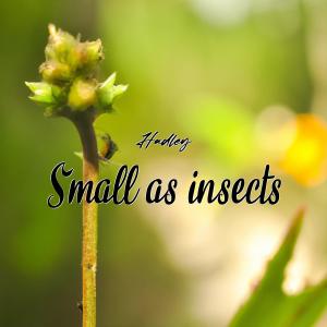 Hadley的專輯Small as insects