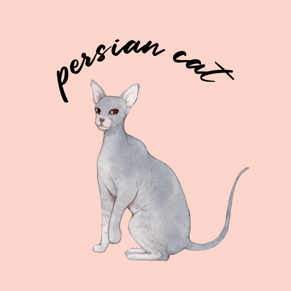 Persian Cat