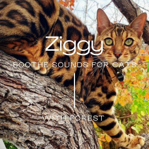 Listen to Ziggy song with lyrics from Forest