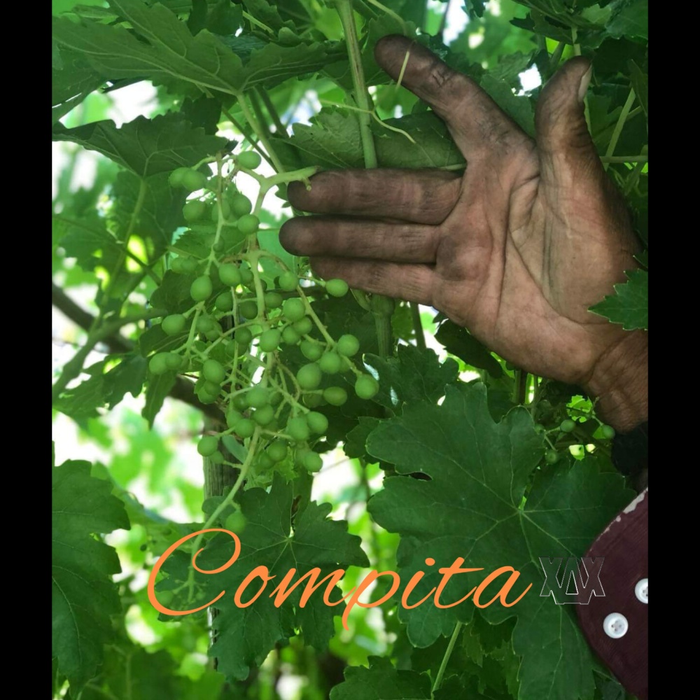 Compita (feat. El Profe, Armando & Arreglosdepocam)