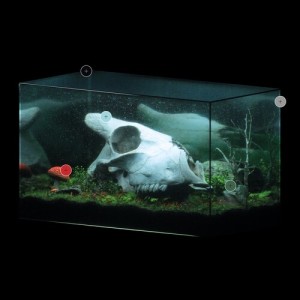 Album freak:zones (i) from 
