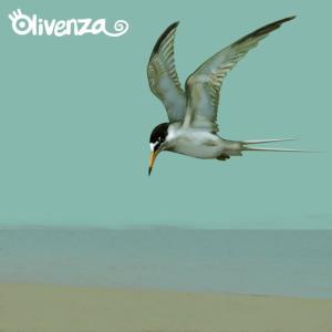 ดาวน์โหลดและฟังเพลง Reykjavik พร้อมเนื้อเพลงจาก Olivenza