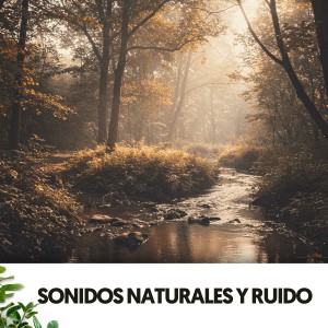 Música Relajante Para Leer的專輯Sonidos Naturales y Ruido: Cuna de gotas