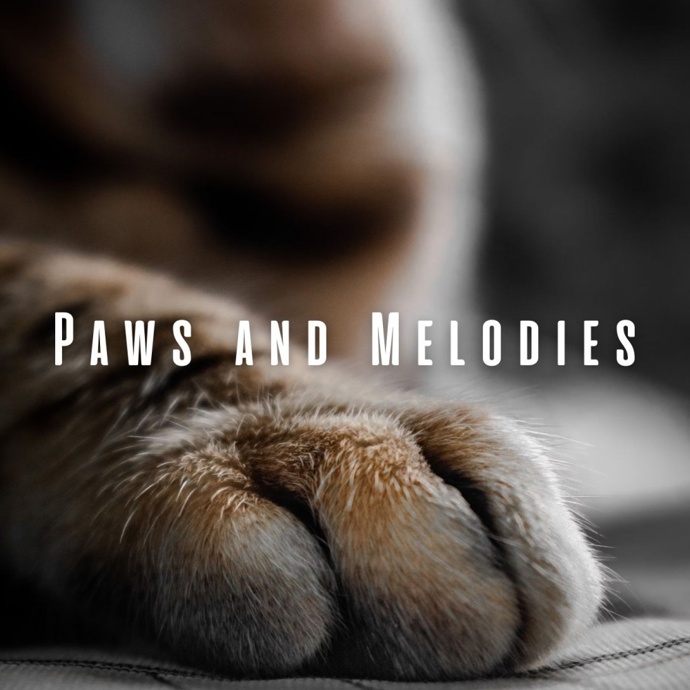 Kitten Calm Sounds
