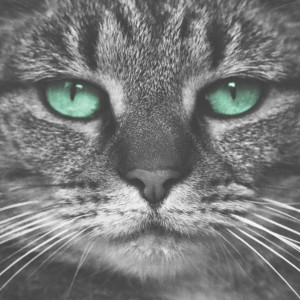 收聽Joe Weller的Kitty歌詞歌曲