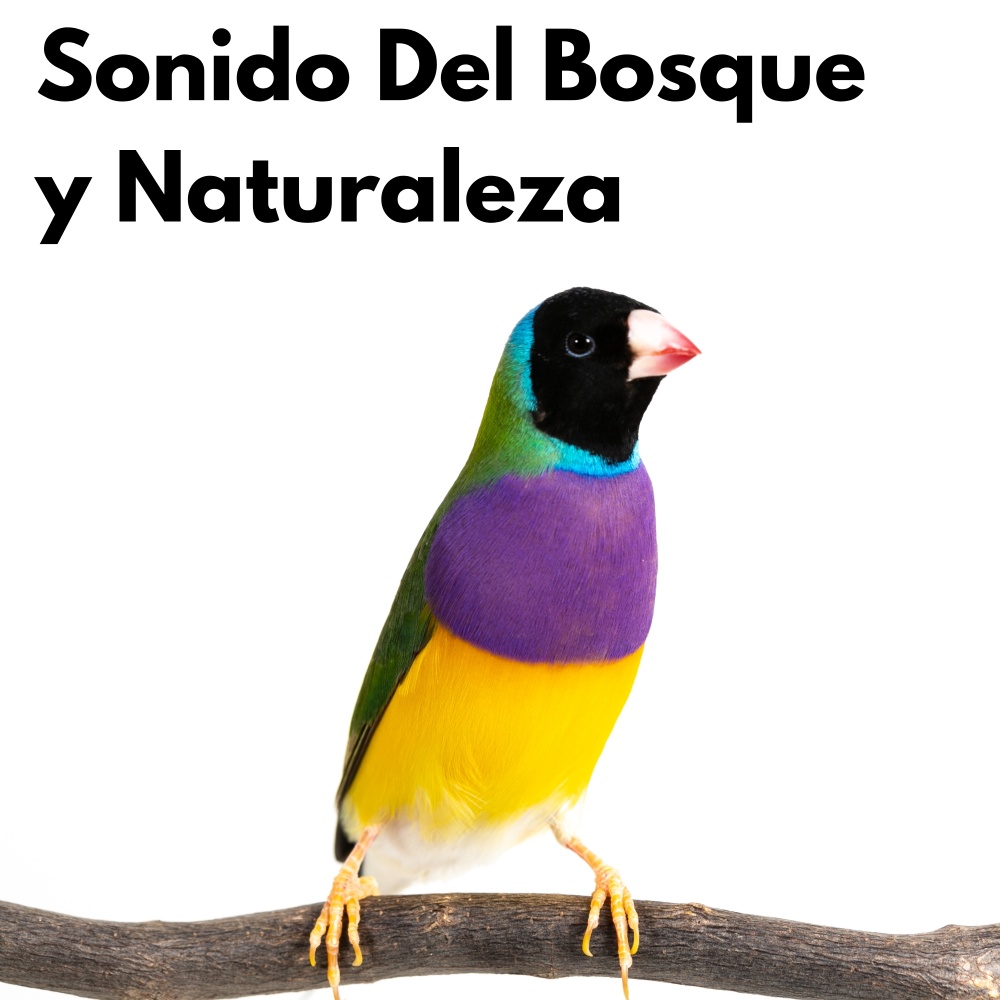 Canciones de Aves