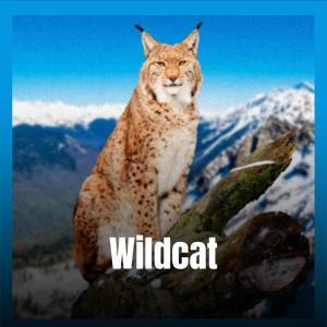 Listen to Wildcat song with lyrics from Tacio Deki