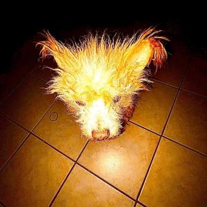 ดาวน์โหลดและฟังเพลง PLAY WITH GLASS (feat. Zodiaque) (Explicit) พร้อมเนื้อเพลงจาก silvvrsurfer