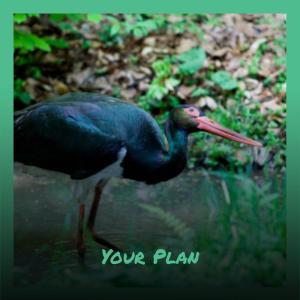 Listen to Your Plan song with lyrics from Flod Janki