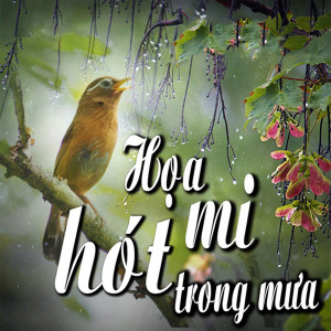 Lê Dũng的專輯Họa Mi Hót Trong Mưa