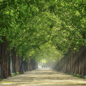 Listen to 柳花堤岸 (其他) song with lyrics from 氢氧化铯兑王水