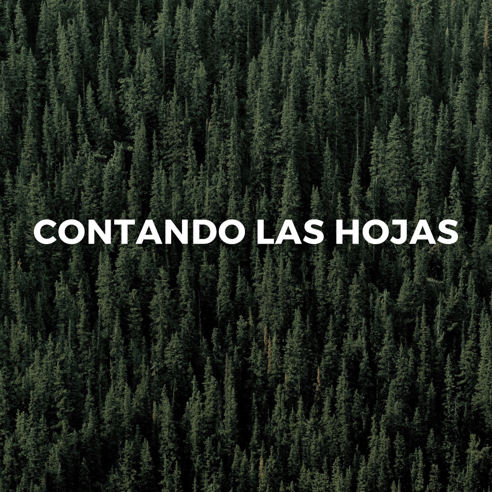 Bosque Nublado