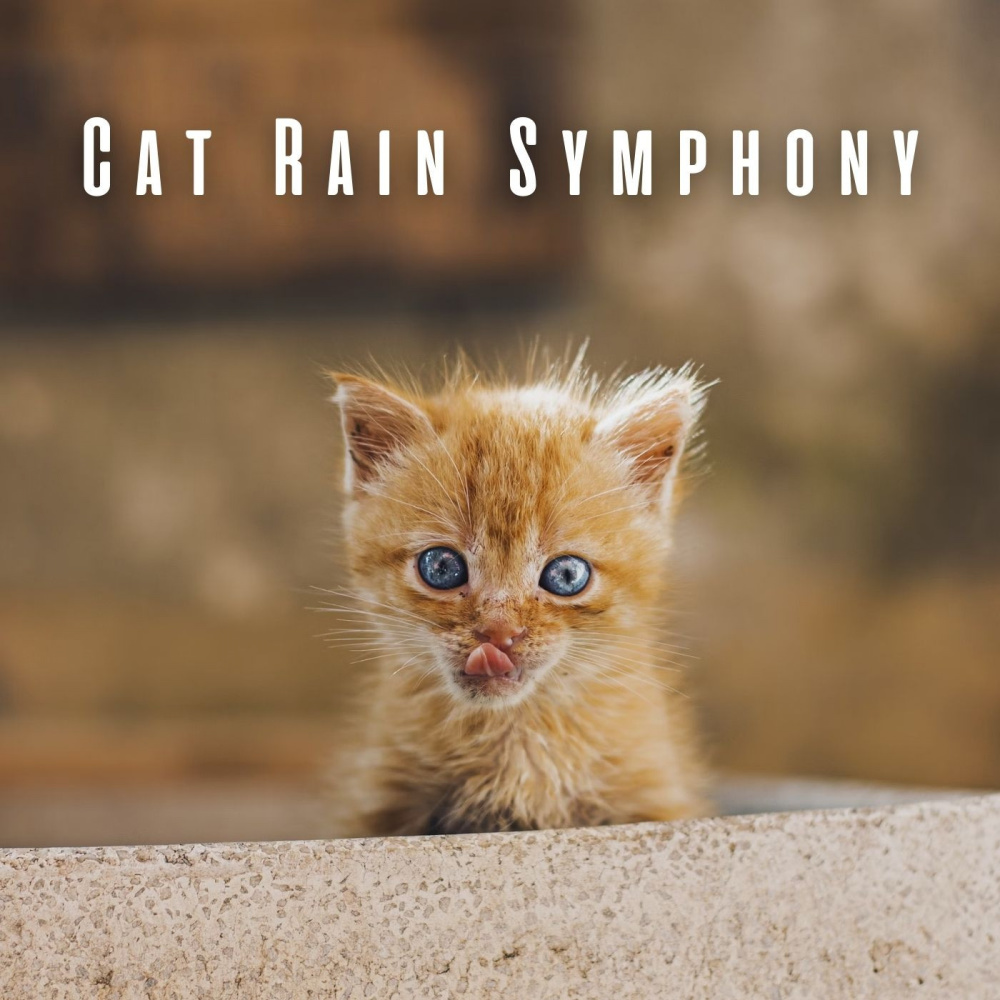 Rainy Whisker Theta