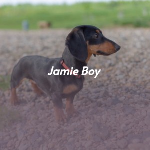 Listen to Jamie Boy song with lyrics from Kay Starr