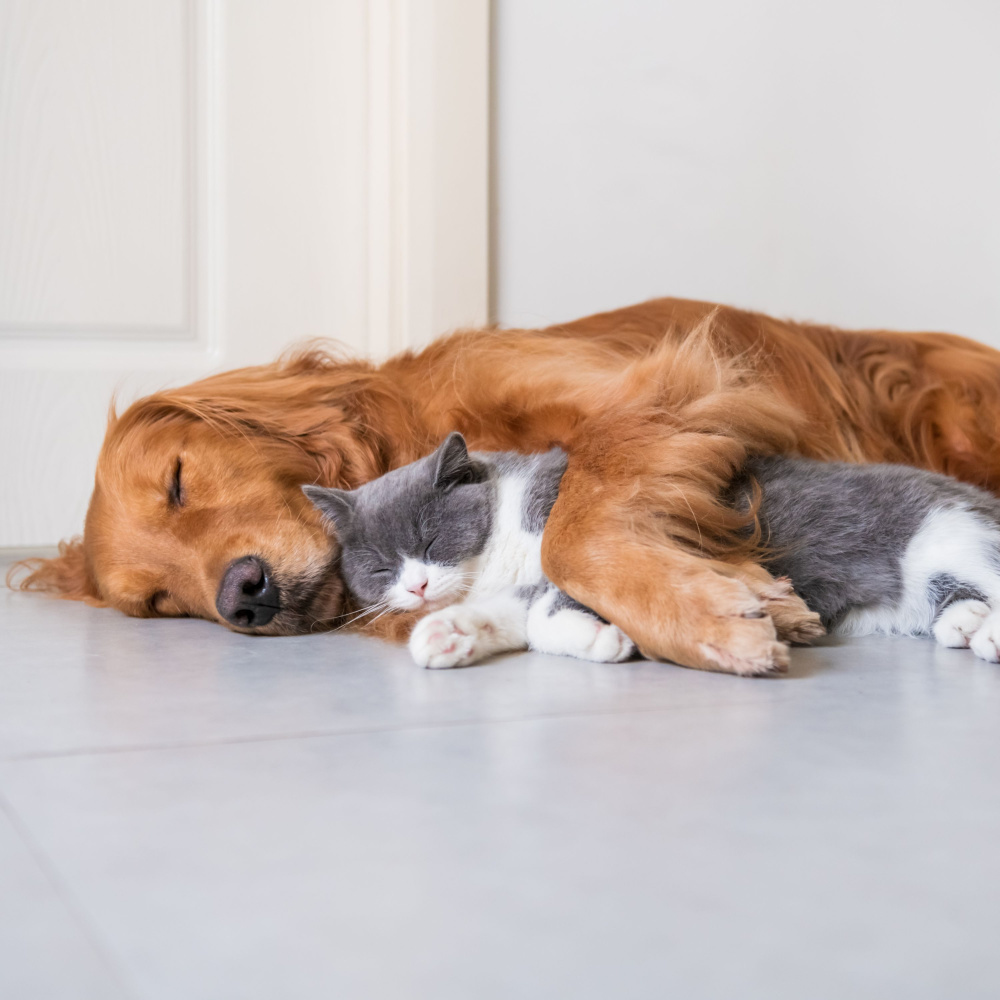 Sleep Calls to Pets