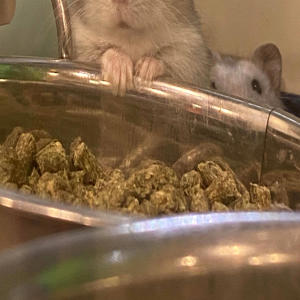 ดาวน์โหลดและฟังเพลง ongo (feat. trippyskrr) (Explicit) พร้อมเนื้อเพลงจาก Mask King