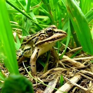 收聽Ry2k Shanum的Suara Kodok Sawah Malam Hari歌詞歌曲