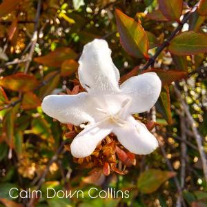 收聽Calm Down Collins的Spring Mist歌詞歌曲