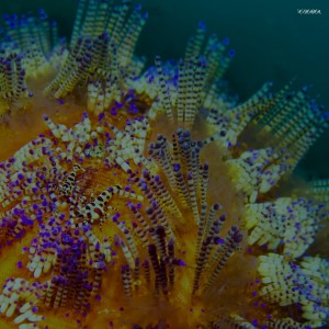 Listen to Circuits song with lyrics from Auxochrome