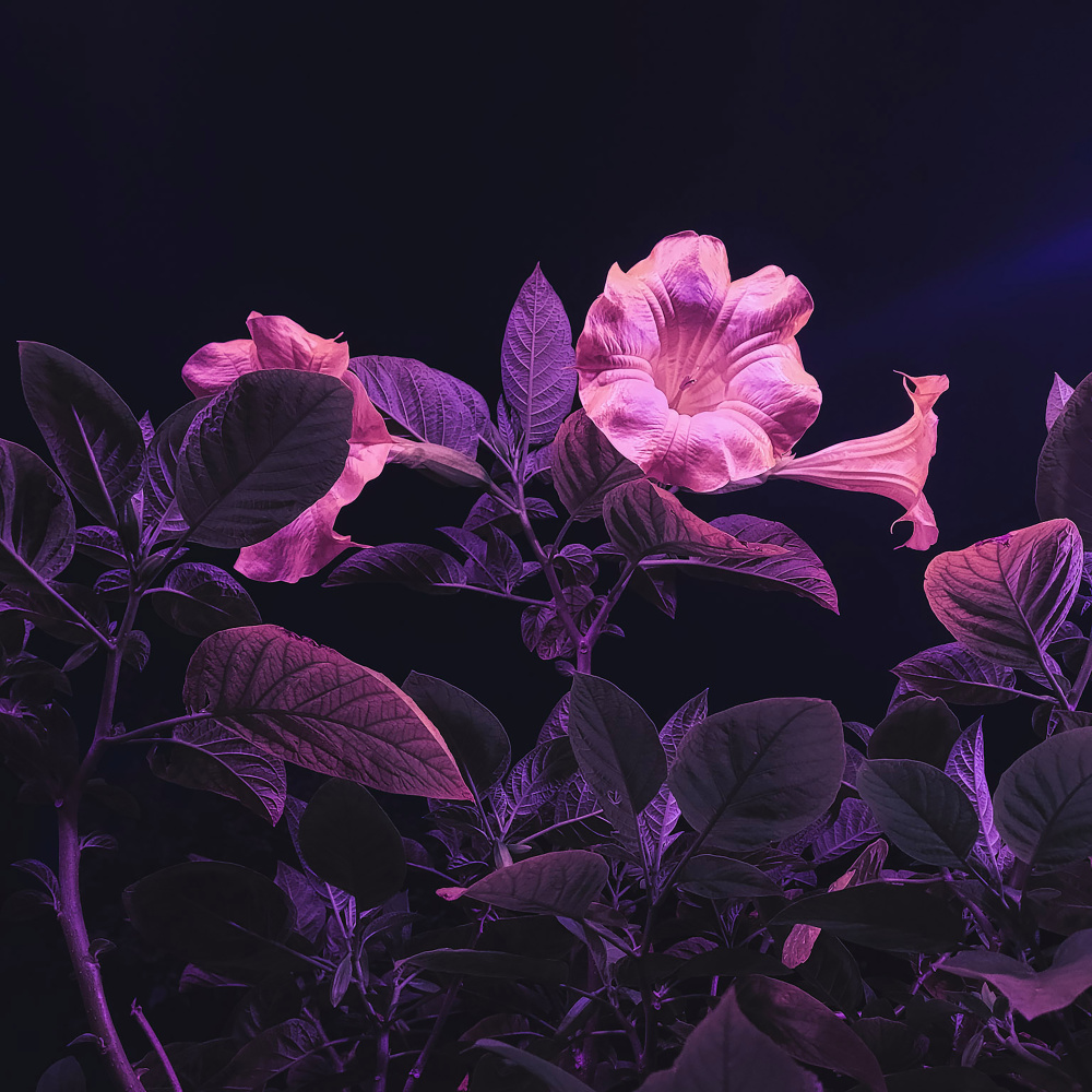 Floralia