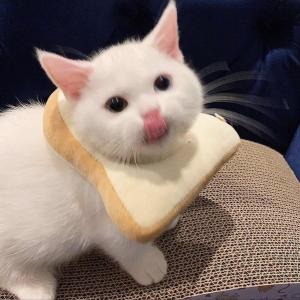 收聽Clowdy的KEEP RUNNING YO MOUTH (feat. Lxrd Killa) (Explicit)歌詞歌曲