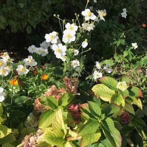 Listen to Baby Sleep Encouraging Wildlife Garden Ambient White Noise song with lyrics from Parenting Audio Aids