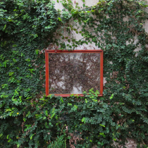 收聽Niniomafia的Zamba de Luna y Sol歌詞歌曲