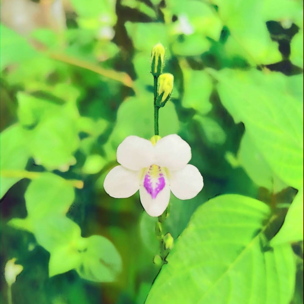 White Butterfly And Black Spider