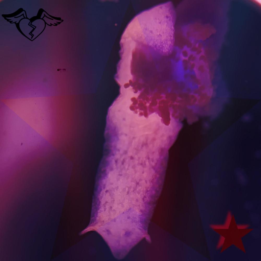 anomie (feat. LiL Dove) (Explicit)