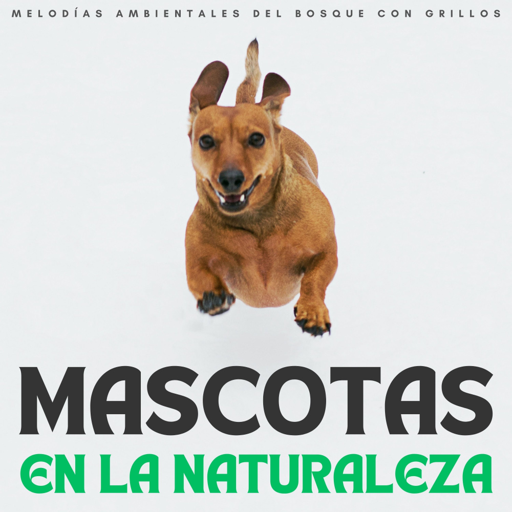 Grillos Ambientales Para Calmarse