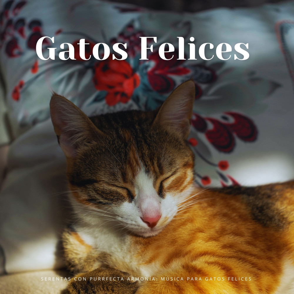 Habitación De Pijamas Serenas Para Gatos