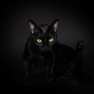 Listen to 獣のロックンロール song with lyrics from C-VA