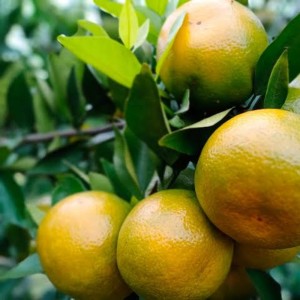 Dengarkan lagu Piring pepeus nyanyian Barack dengan lirik