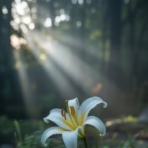 ดาวน์โหลดและฟังเพลง Love Surrounds You พร้อมเนื้อเพลงจาก Kai Schwarz