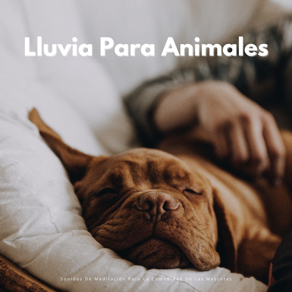 Ritmos De Lluvia Específicos Para Mascotas
