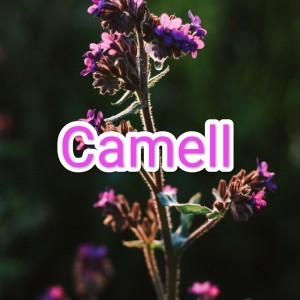 Album Terpaut Rasa from Camell