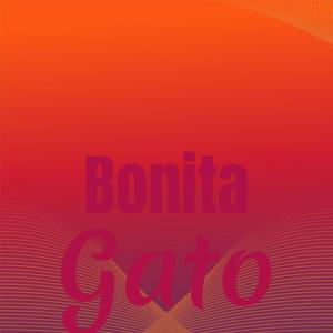 Album Bonita Gato oleh Various