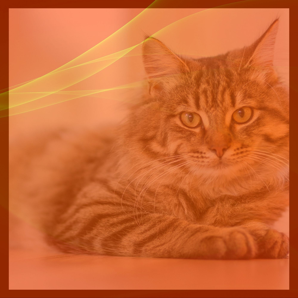 Fashionable Ambiance for Comfortable with Cats