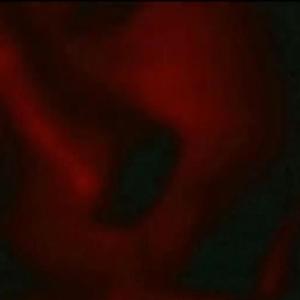 收听Enoq的I N C A (Explicit)歌词歌曲