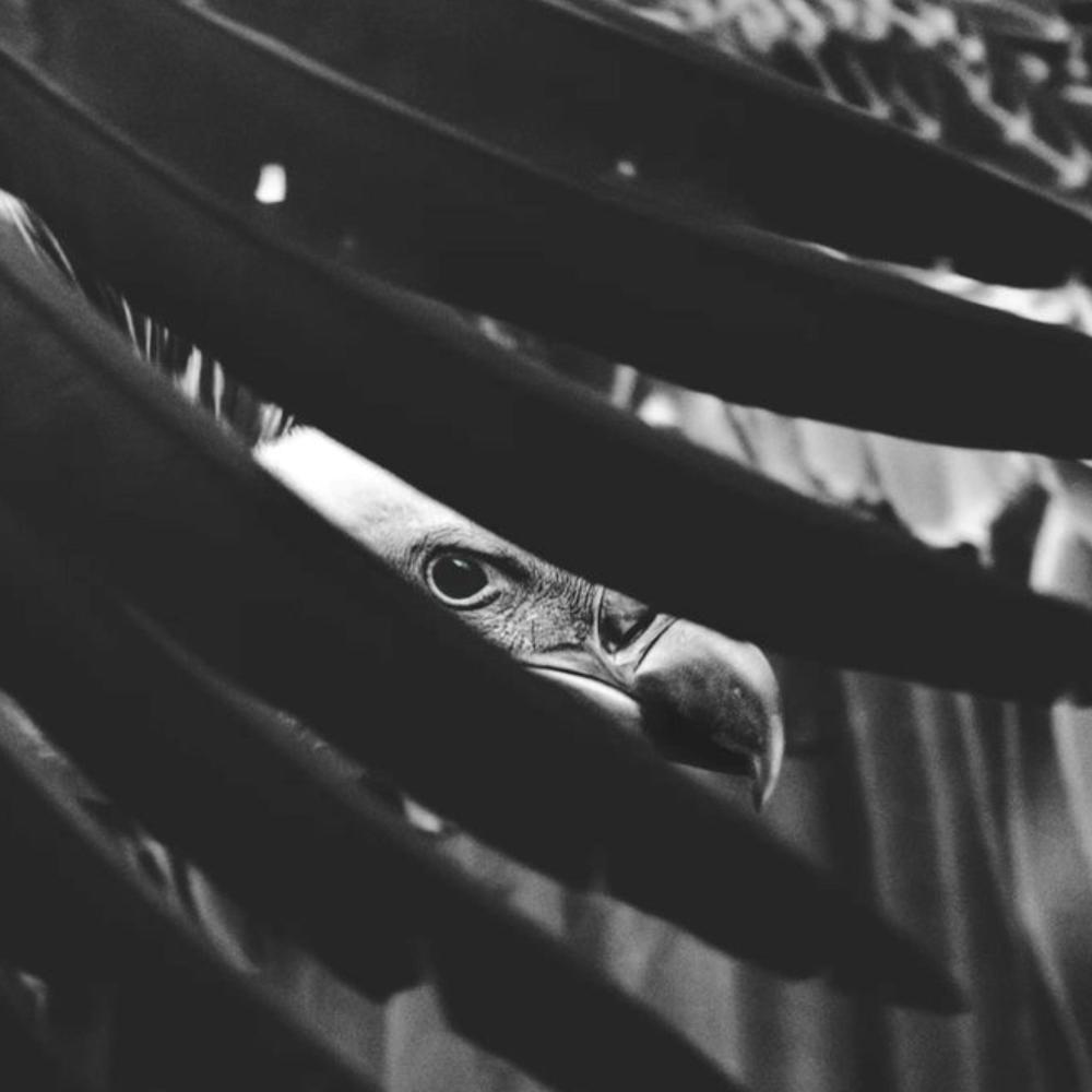 Talon's (feat. Art.Carter) (Explicit)