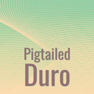 อัลบัม Pigtailed Duro ศิลปิน Various