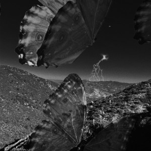 Album ****** Butterflies for Josephine from Thomas Hunter
