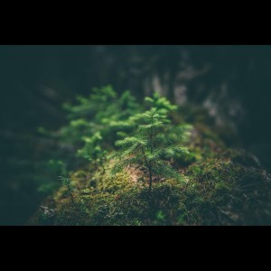 Dengarkan lagu Sleep Aiding nyanyian SPA dengan lirik